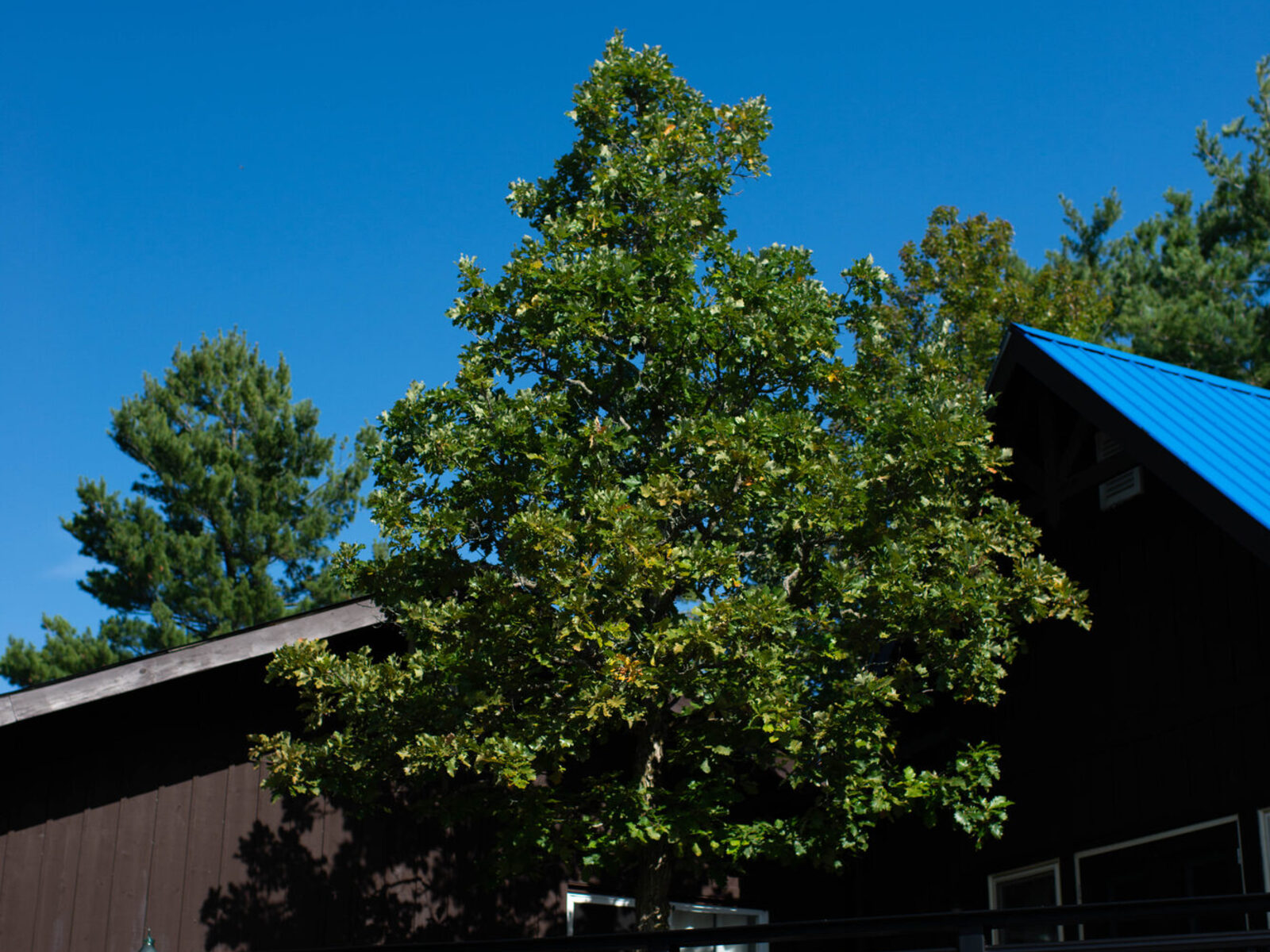 Tree-Integrated Cottage Deck, photo 5